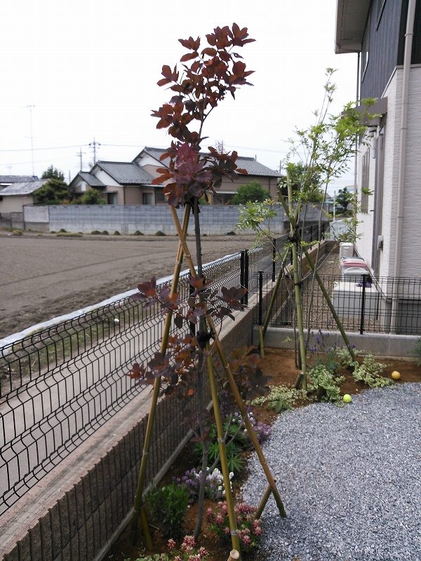 シンボルツリー スモークツリー 足利市のエクステリア展示場ファーストシーズンのブログ